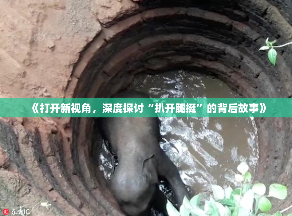 《打开新视角，深度探讨“扒开腿挺”的背后故事》