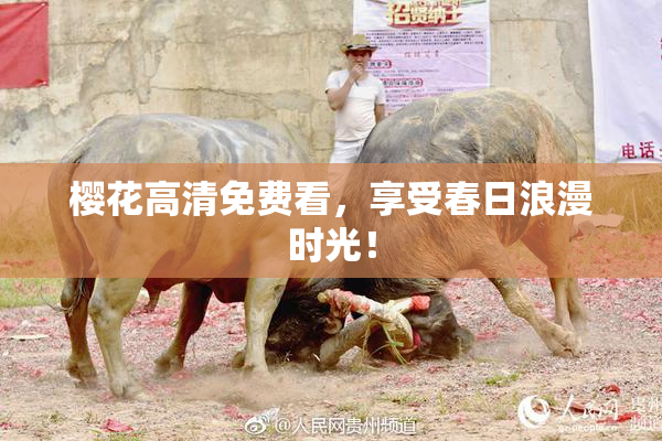 樱花高清免费看，享受春日浪漫时光！
