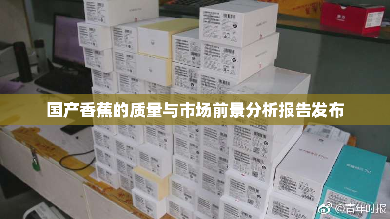 国产香蕉的质量与市场前景分析报告发布