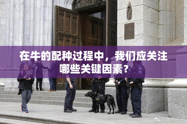 在牛的配种过程中，我们应关注哪些关键因素？