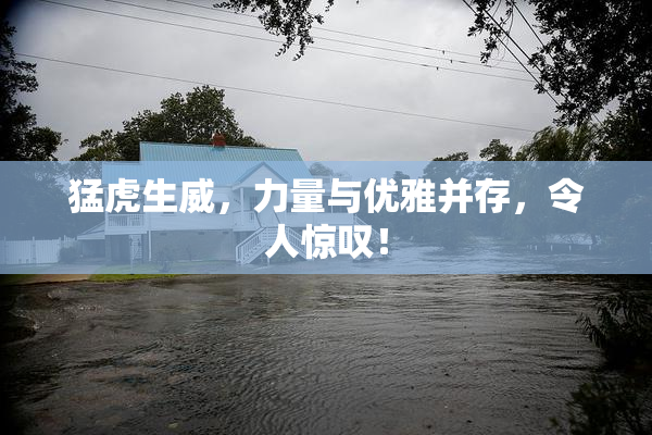 猛虎生威，力量与优雅并存，令人惊叹！