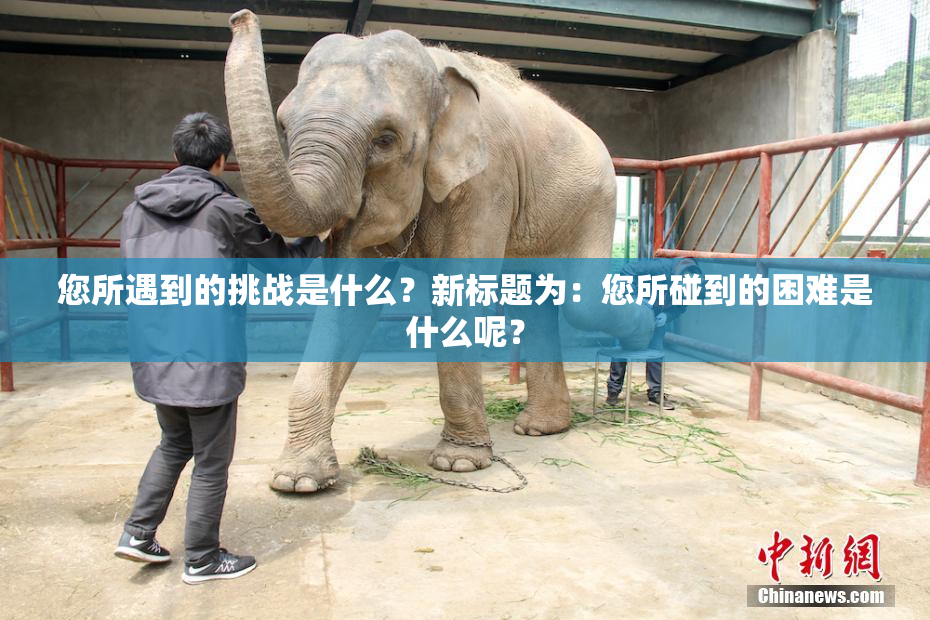 您所遇到的挑战是什么？新标题为：您所碰到的困难是什么呢？