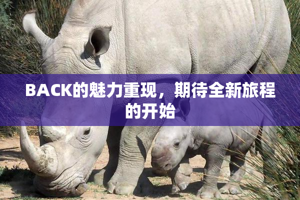 BACK的魅力重现，期待全新旅程的开始