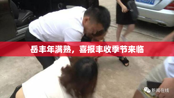 岳丰年满熟，喜报丰收季节来临
