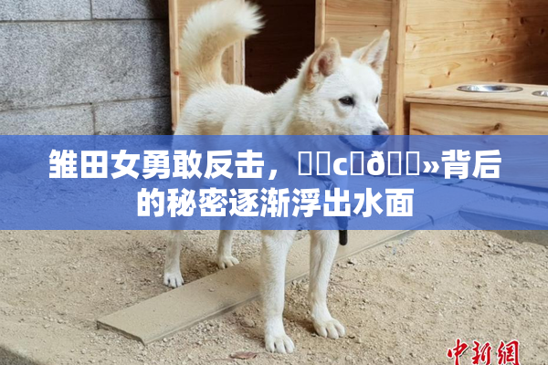 雏田女勇敢反击，❌‌c‌🐻背后的秘密逐渐浮出水面