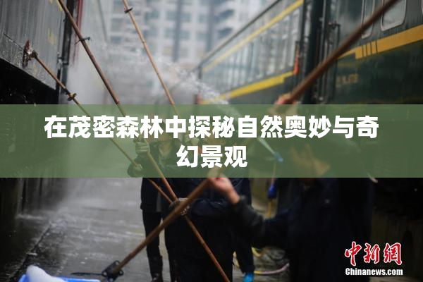 在茂密森林中探秘自然奥妙与奇幻景观