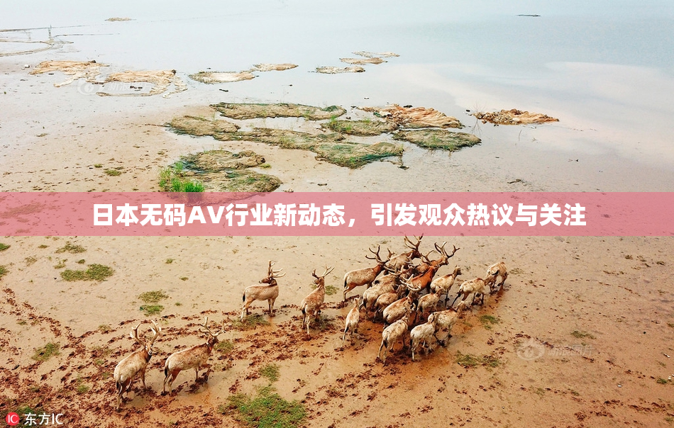 日本无码AV行业新动态，引发观众热议与关注
