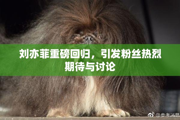 刘亦菲重磅回归，引发粉丝热烈期待与讨论