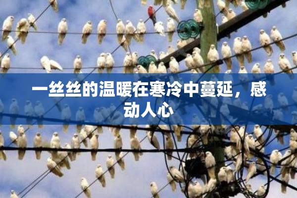 一丝丝的温暖在寒冷中蔓延，感动人心