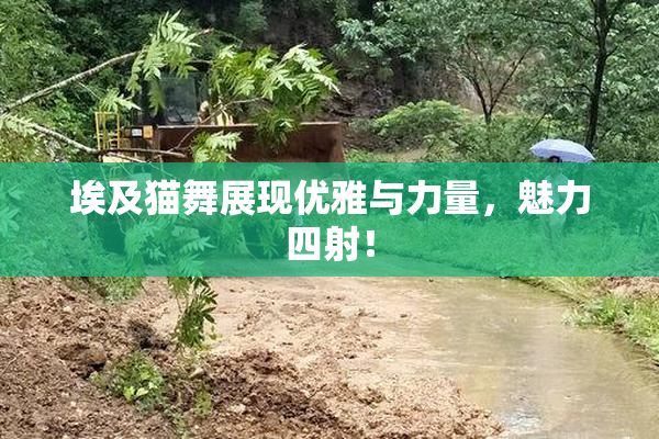 埃及猫舞展现优雅与力量，魅力四射！