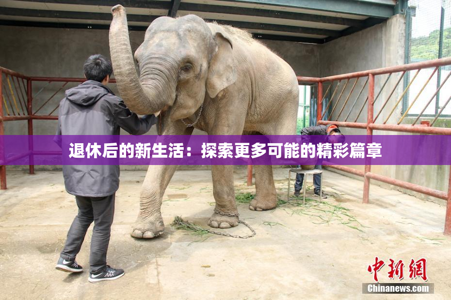 退休后的新生活：探索更多可能的精彩篇章