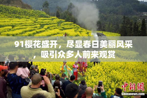 91樱花盛开，尽显春日美丽风采，吸引众多人前来观赏