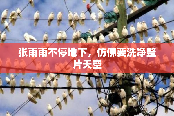 张雨雨不停地下，仿佛要洗净整片天空