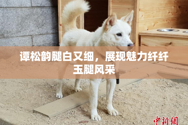 谭松韵腿白又细，展现魅力纤纤玉腿风采