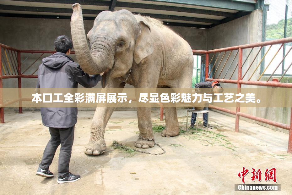 本口工全彩满屏展示，尽显色彩魅力与工艺之美。