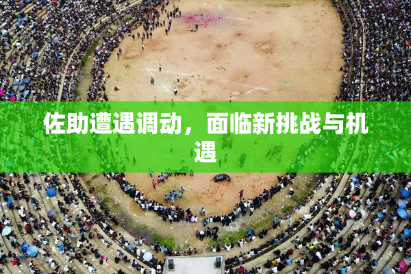 佐助遭遇调动，面临新挑战与机遇