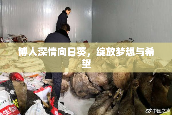 博人深情向日葵，绽放梦想与希望