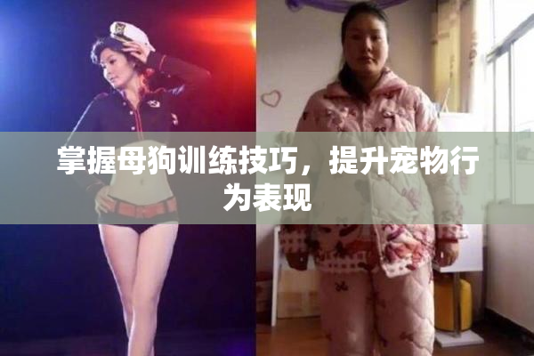 掌握母狗训练技巧，提升宠物行为表现