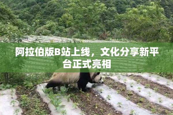 阿拉伯版B站上线，文化分享新平台正式亮相