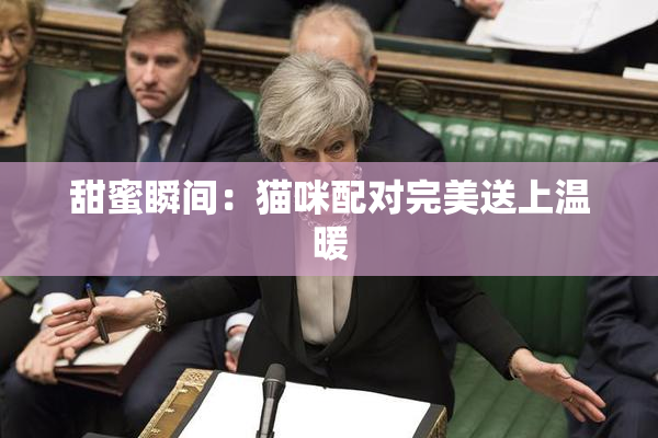 甜蜜瞬间：猫咪配对完美送上温暖