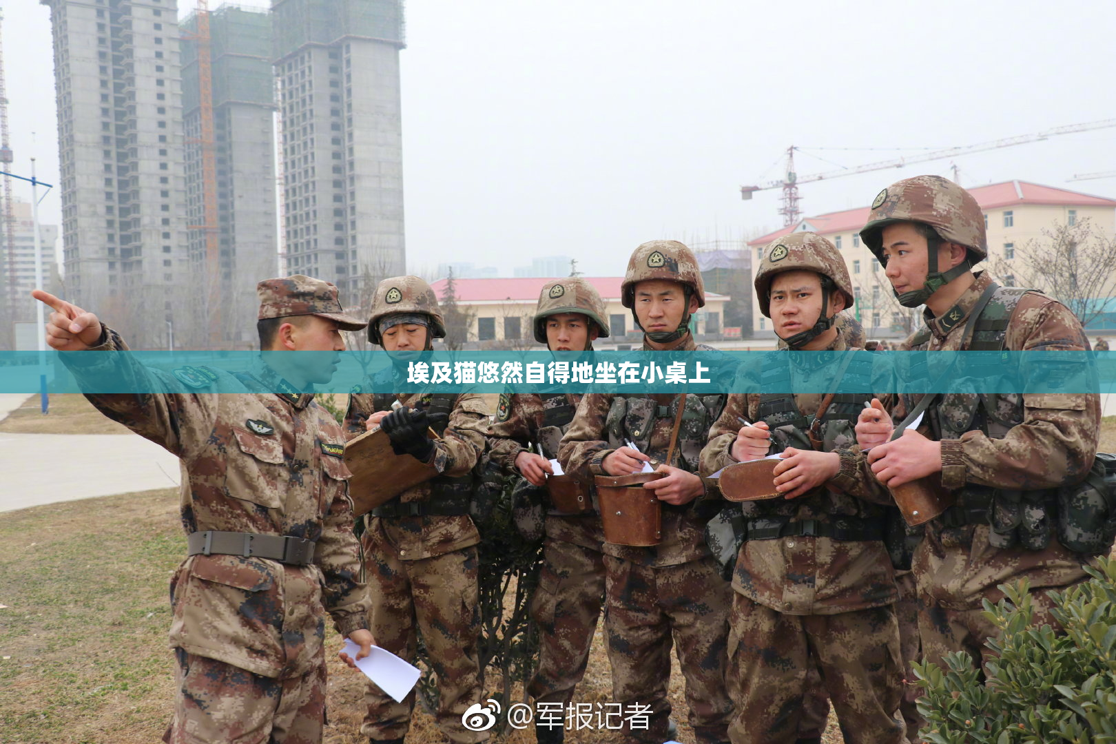 埃及猫悠然自得地坐在小桌上