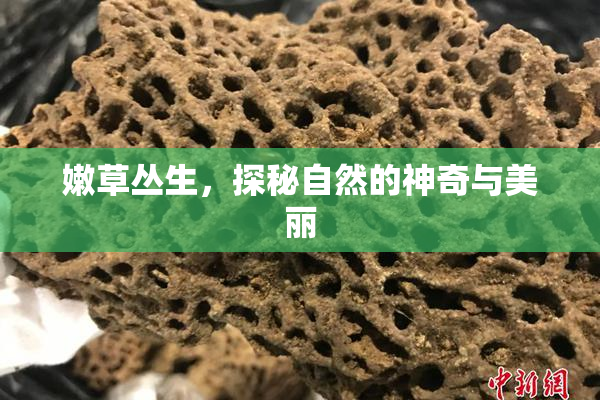 嫩草丛生，探秘自然的神奇与美丽