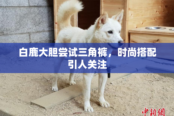 白鹿大胆尝试三角裤，时尚搭配引人关注
