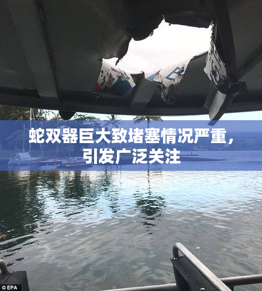 蛇双器巨大致堵塞情况严重，引发广泛关注