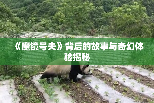 《魔镜号夫》背后的故事与奇幻体验揭秘