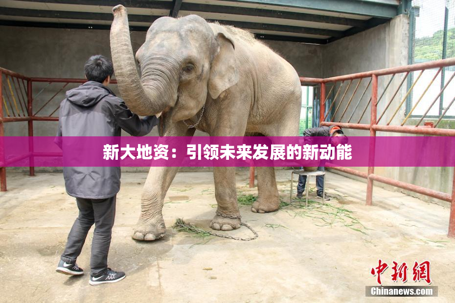 新大地资：引领未来发展的新动能