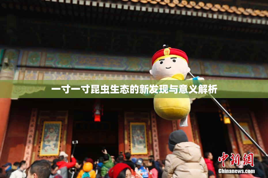 一寸一寸昆虫生态的新发现与意义解析