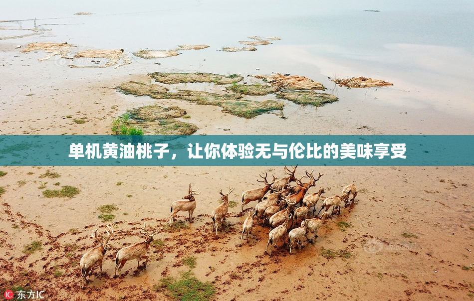 单机黄油桃子，让你体验无与伦比的美味享受