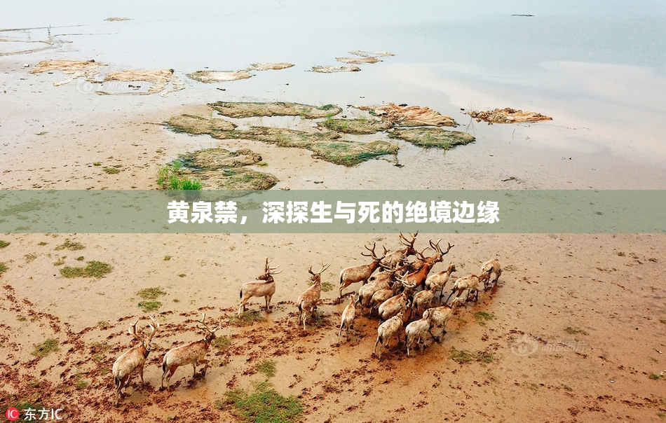黄泉禁，深探生与死的绝境边缘