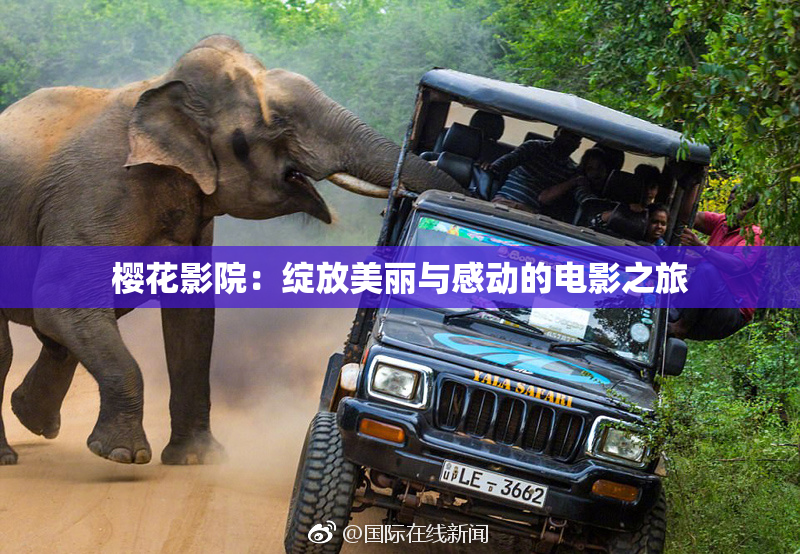 樱花影院：绽放美丽与感动的电影之旅