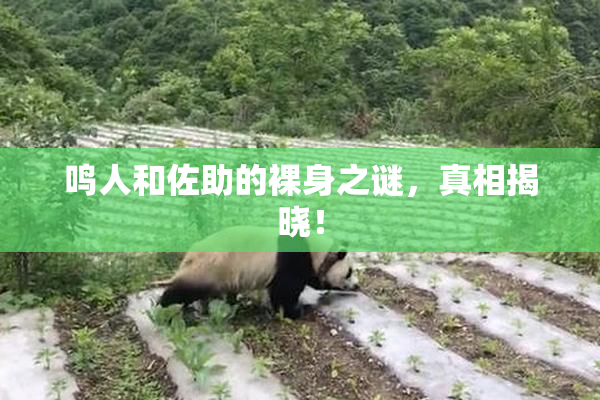 鸣人和佐助的裸身之谜，真相揭晓！