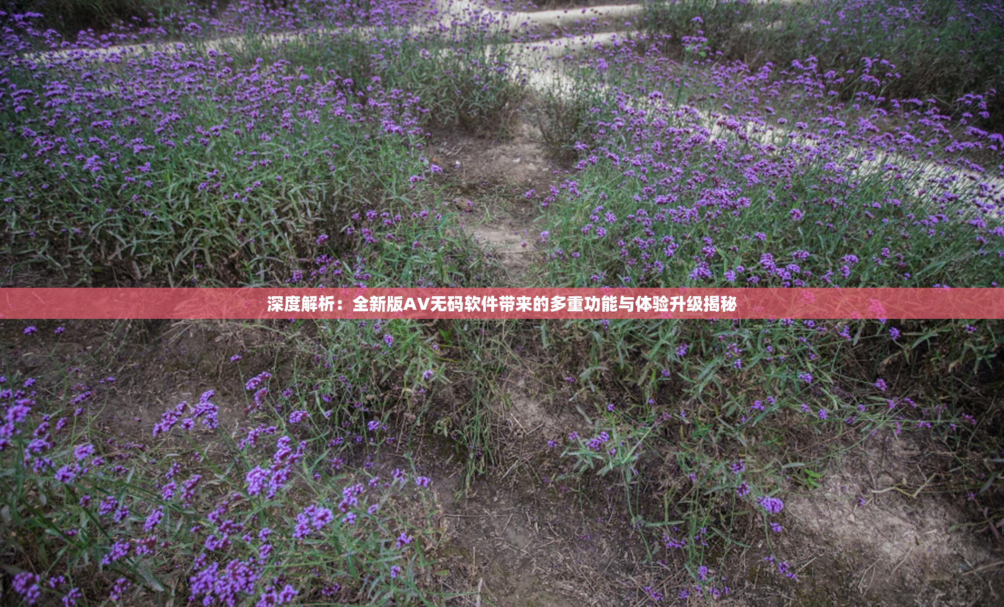 深度解析：全新版AV无码软件带来的多重功能与体验升级揭秘
