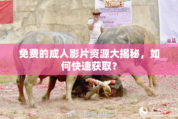 免费的成人影片资源大揭秘，如何快速获取？