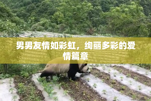 男男友情如彩虹，绚丽多彩的爱情篇章