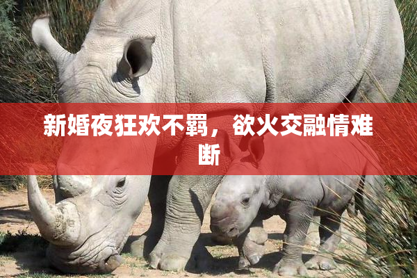 新婚夜狂欢不羁，欲火交融情难断