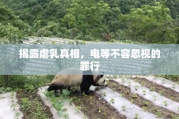 揭露虐乳真相，电等不容忽视的罪行