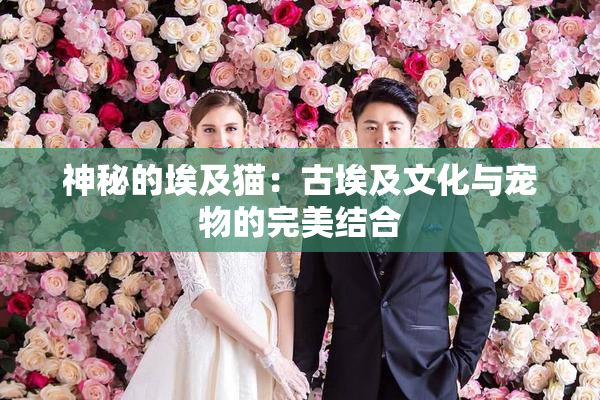 神秘的埃及猫：古埃及文化与宠物的完美结合