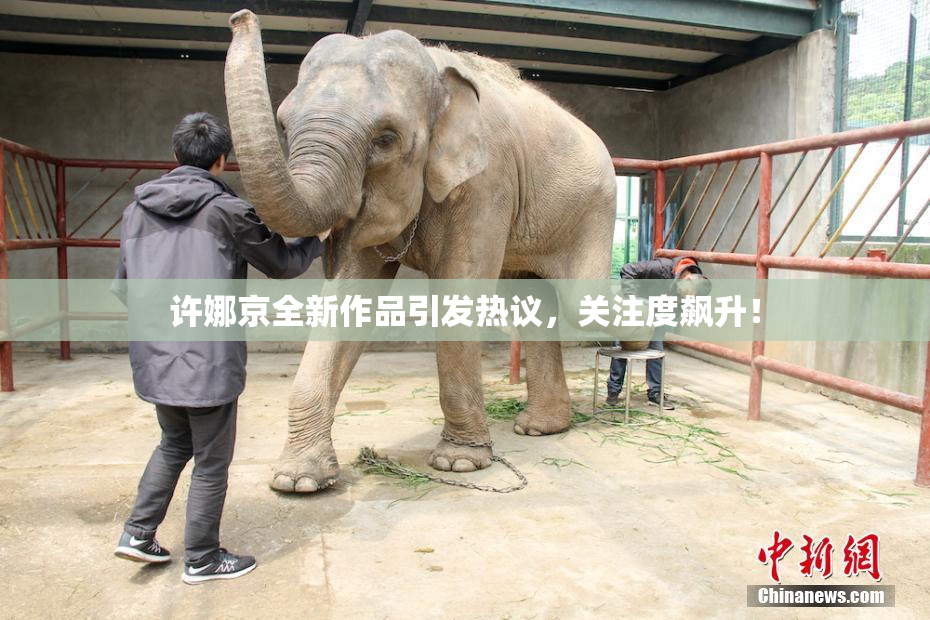 许娜京全新作品引发热议，关注度飙升！