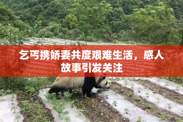 乞丐携娇妻共度艰难生活，感人故事引发关注