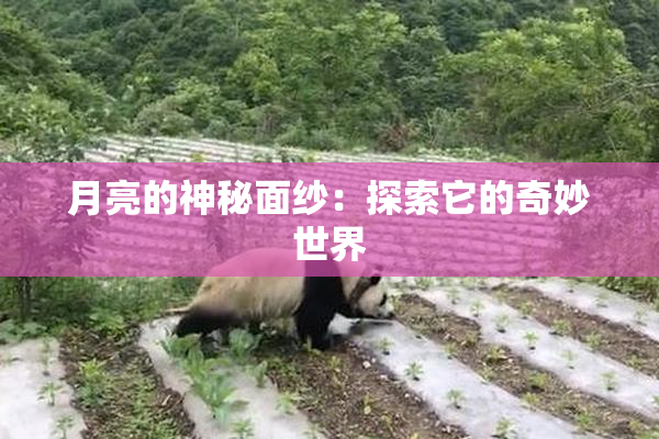 月亮的神秘面纱：探索它的奇妙世界