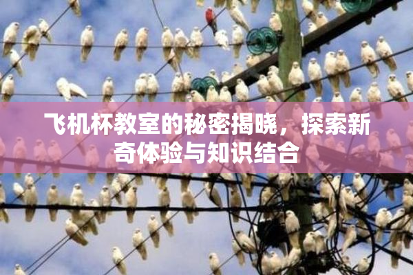 飞机杯教室的秘密揭晓，探索新奇体验与知识结合