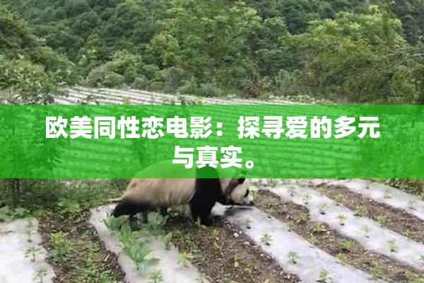 欧美同性恋电影：探寻爱的多元与真实。