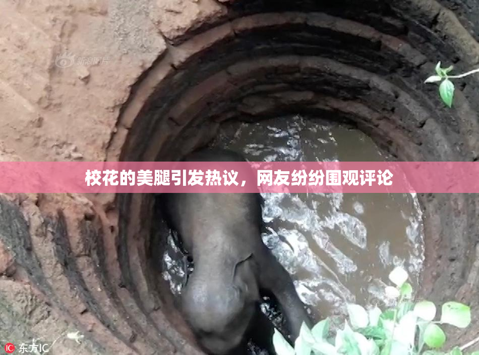 校花的美腿引发热议，网友纷纷围观评论