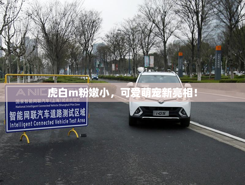 虎白m粉嫩小，可爱萌宠新亮相！