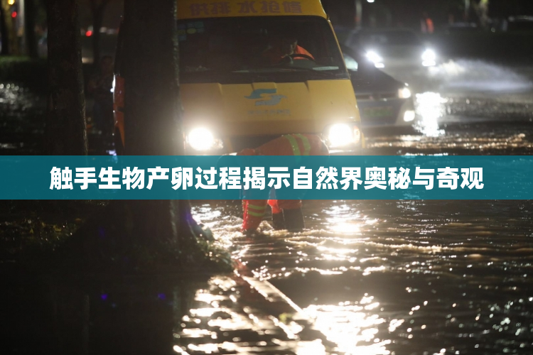 触手生物产卵过程揭示自然界奥秘与奇观