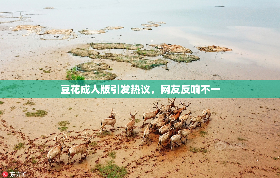 豆花成人版引发热议，网友反响不一